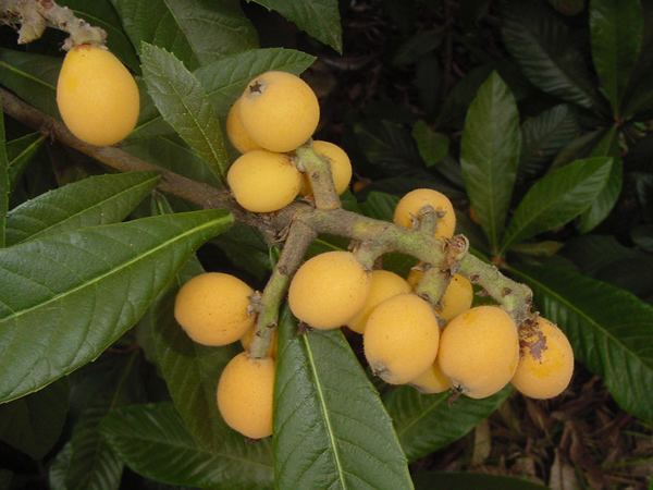 Loquat PLANTanswers Plant Answers gt Loquats