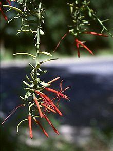 Loranthaceae httpsuploadwikimediaorgwikipediacommonsthu