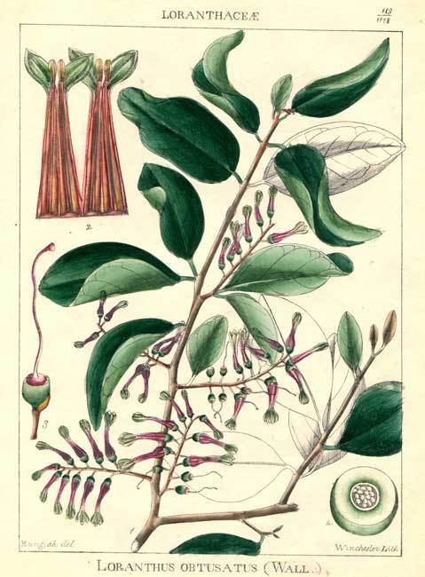 Loranthaceae Loranthaceae