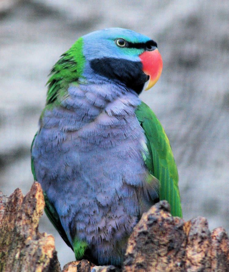 Lord Derby's parakeet LORD DERBY39S PARAKEET ZooChat