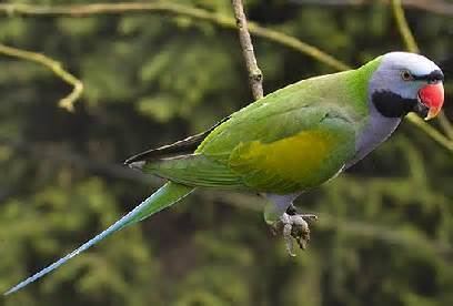 Lord Derby's parakeet More on Psittacula derbiana Derby39s Parakeet