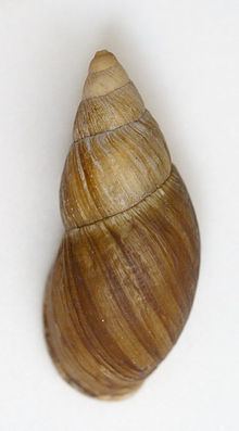 Lord Howe flax snail httpsuploadwikimediaorgwikipediacommonsthu