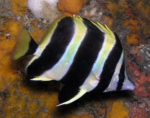 Lord Howe Island butterflyfish httpsaustralianmuseumnetauUploadsImages119