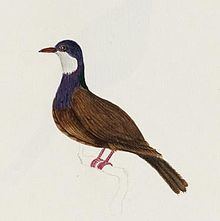 Lord Howe pigeon httpsuploadwikimediaorgwikipediacommonsthu