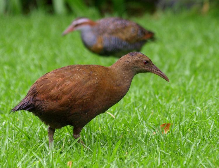 Lord Howe woodhen Lord Howe Woodhen This flightless rail unique to Lord How Flickr
