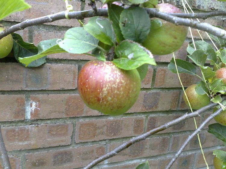 Lord Lambourne (apple)