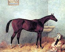 Lord Lyon (horse) httpsuploadwikimediaorgwikipediacommonsthu