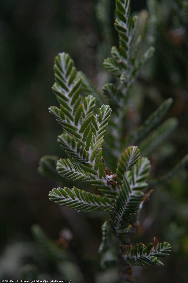 Loricaria (plant)