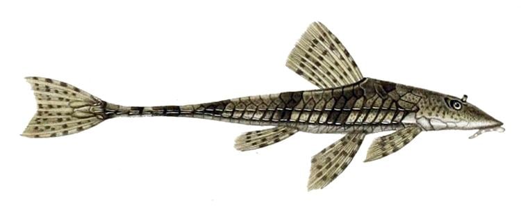 Loricariichthys Loricariichthys Wikiwand
