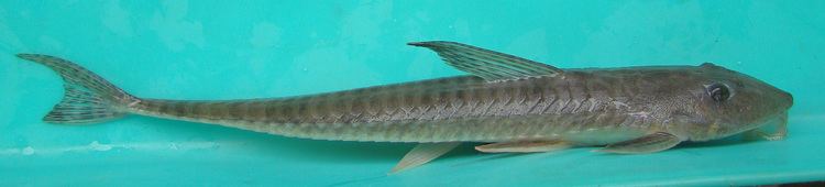Loricariichthys FileLoricariichthys anusjpg Wikimedia Commons