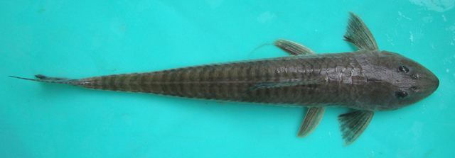 Loricariichthys Fish Identification