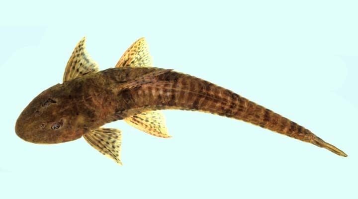 Loricariichthys Loricariichthys maculatus Picture FishWise Pro