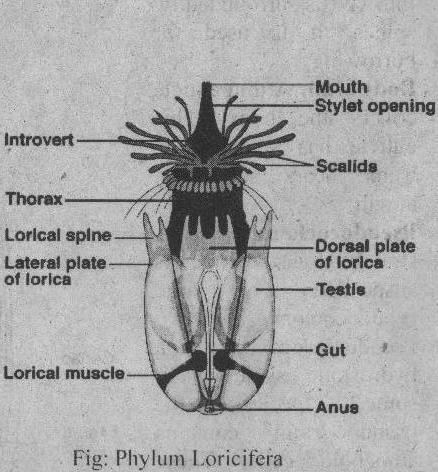 Loricifera PHYLUM LORICIFERA Lorica clothed in armor ferro to bear