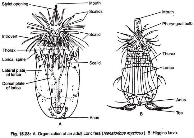 Loricifera Phylum Loricifera Features Phylogeny and Phylogenetic Relationship