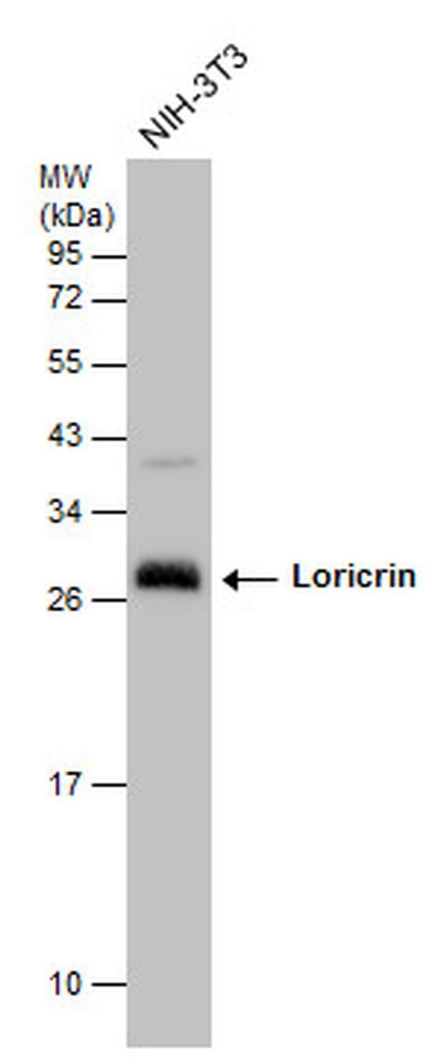 Loricrin LOR Antibody