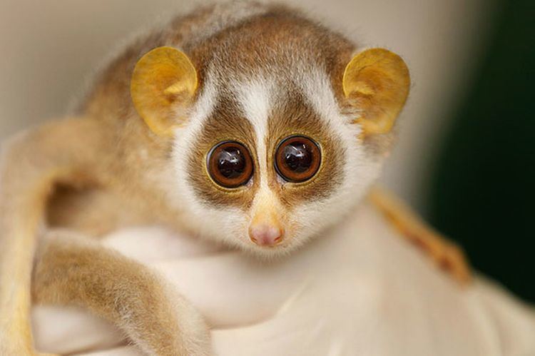 Loris Loris Facts History Useful Information and Amazing Pictures