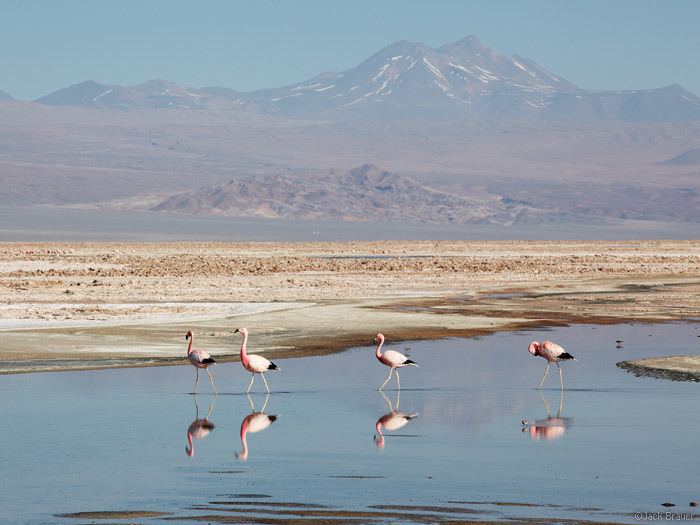 Los Flamencos National Reserve A Week in San Pedro de Atacama Mountain Photographer a journal