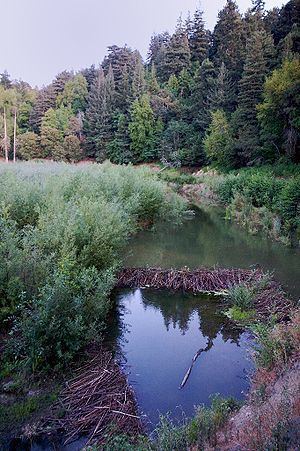 Los Gatos Creek (Santa Clara County, California) httpsuploadwikimediaorgwikipediacommonsthu