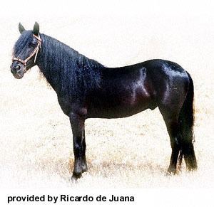 Losino horse wwwansiokstateedubreedshorseslosinolosino3wjpg