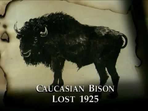 Lost Animals of the 20th Century Lost Animals of the 20th Century Caucasian Bison YouTube