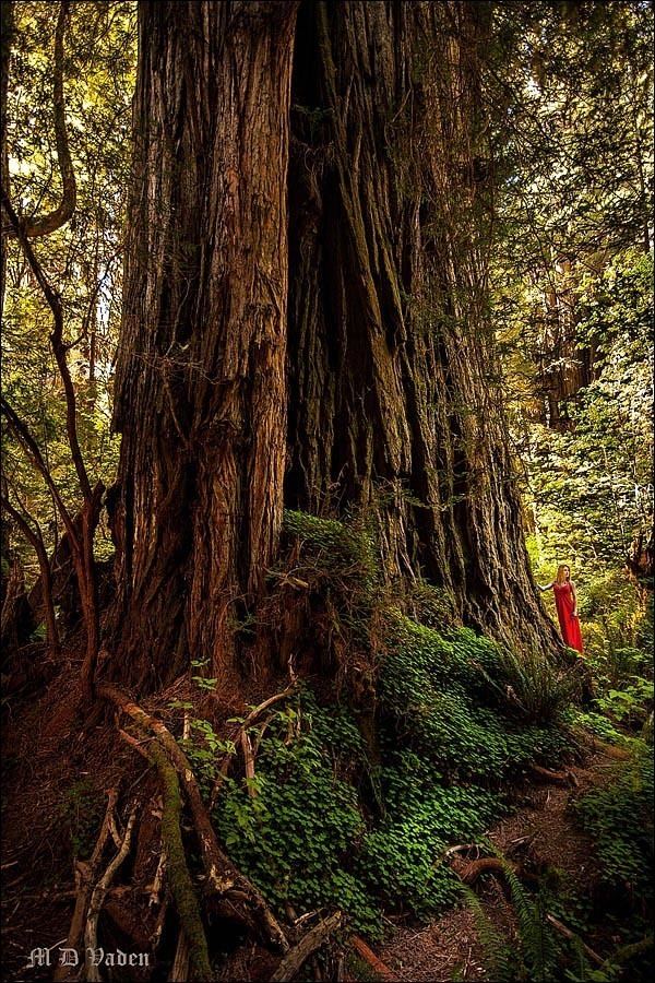 Lost Monarch Large Coast Redwood Lost Monarch in the Grove of Titans Jedediah