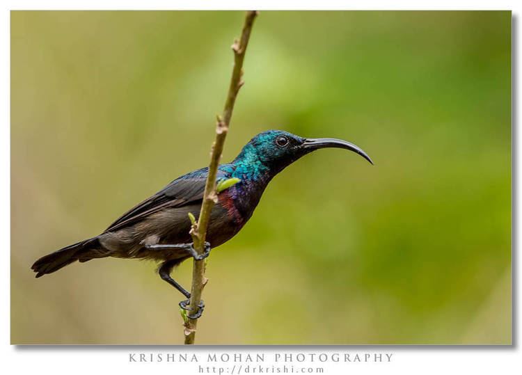 Loten's sunbird Loten39s Sunbird Krishna Mohan Photography