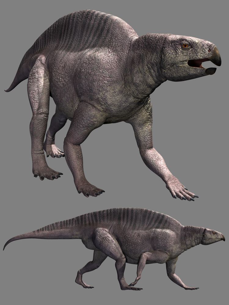 Lotosaurus Lotosaurus adentus DR Extended License 3D Models Extended Licenses