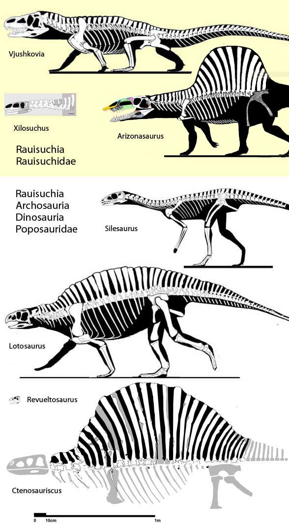Lotosaurus What is Lotosaurus The Pterosaur Heresies