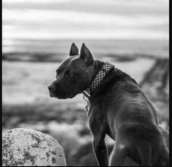 Italian fight wreslting dog Lottatore brindisino Large pitbull dog in 2020  | Pitbull dog, Pitbulls, Dogs