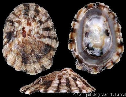 Lottia Shell Catalogue Family LOTTIIDAE