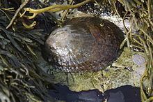 Lottia gigantea httpsuploadwikimediaorgwikipediacommonsthu