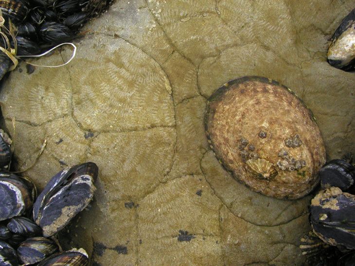 Lottia gigantea Pacific Rocky Intertidal Monitoring Trends and Synthesis