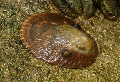 Lottia gigantea Lottia gigantea Giant owl limpet