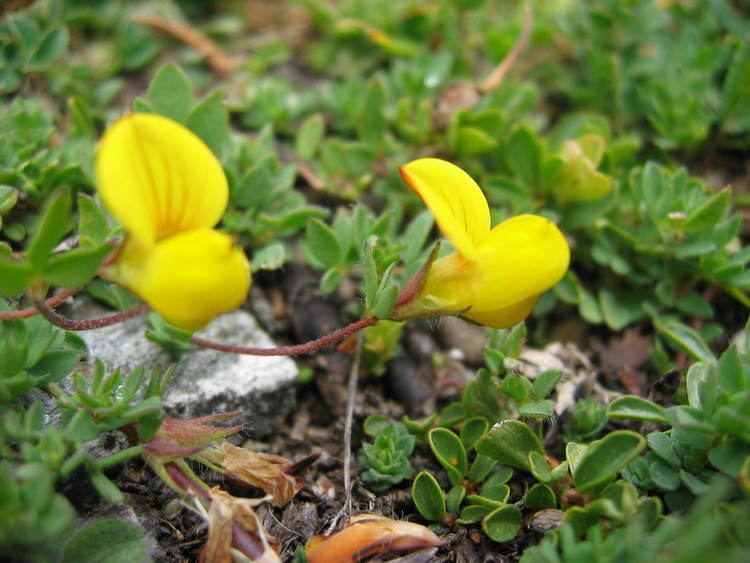 Lotus alpinus FileLotus alpinusjpg Wikimedia Commons