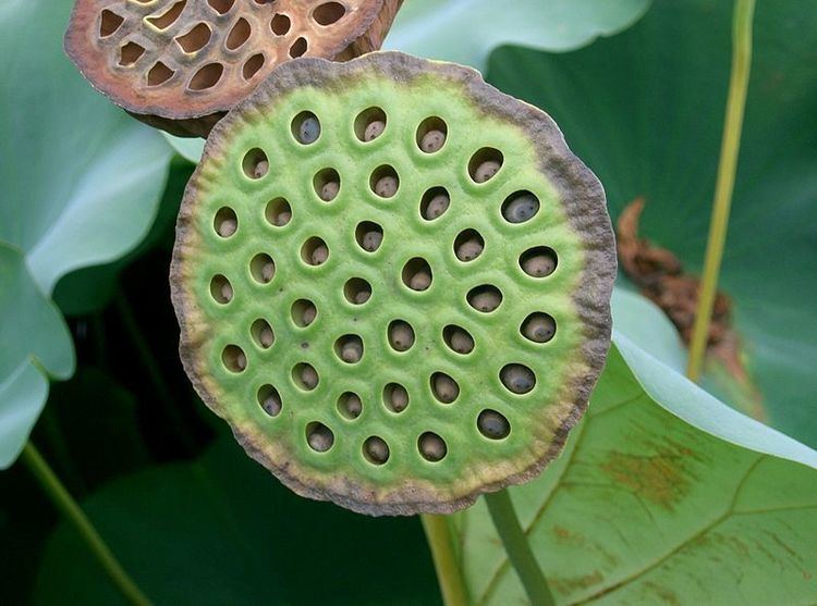 Lotus seed 1000 images about Lotus Seeds on Pinterest Aliens Lotus and Blue