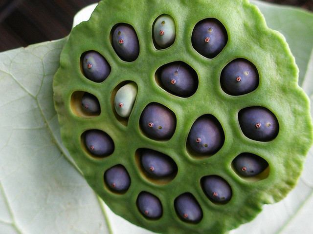 Lotus seed Getting to Know Lotus Seeds Asian Inspirations