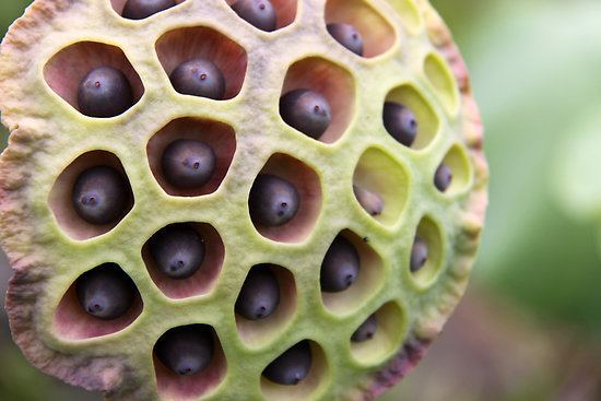Lotus seed Lotus Seeds Nutrition Facts Health Benefits Uses Recipes