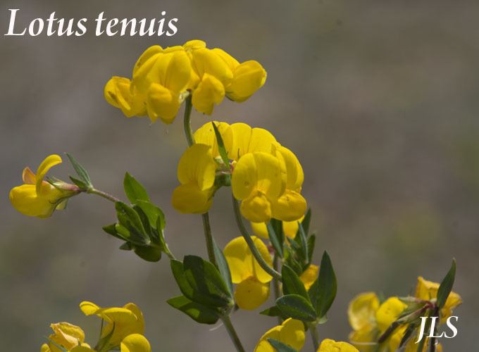 Lotus tenuis Camelina microcarpa Smallseed Falseflax