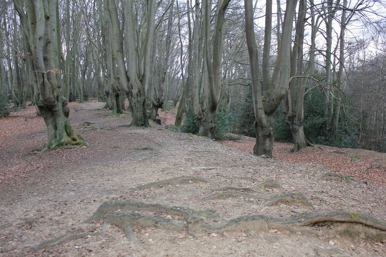 Loughton Camp Loughton Camp Iron Age Hill Fort LONDON HISTORY GROUP