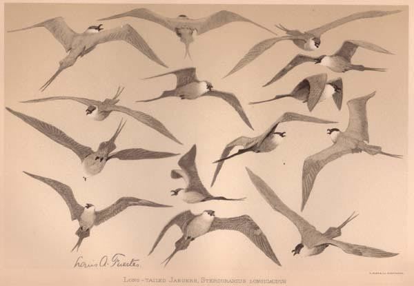 Louis Agassiz Fuertes PBS Harriman Robert Peck A Celebration of Birds