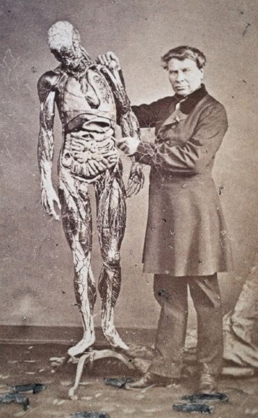 Louis Thomas Jérôme Auzoux Anatomic models Collect Medical Anitques