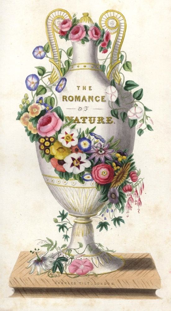 Louisa Anne Meredith The Romance of Nature or the FlowerSeasons Illustrated