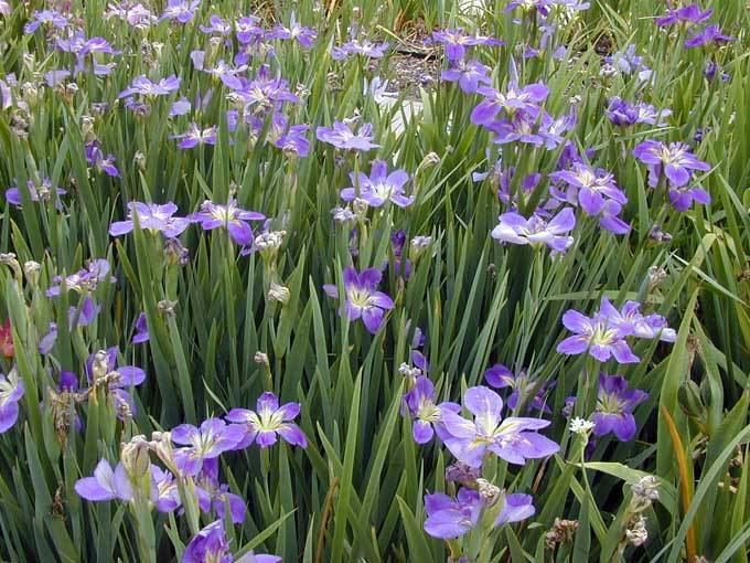 Louisiana iris Louisiana Irises in the Baton Rouge Botanic Gardens