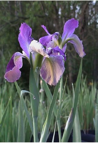 Louisiana iris Louisiana Iris Farms welcomes you to their website Thank you for