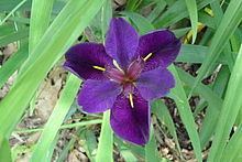 Louisiana iris httpsuploadwikimediaorgwikipediacommonsthu