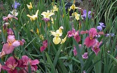 Louisiana iris Louisiana Iris Growing Tips Culture and Propagation