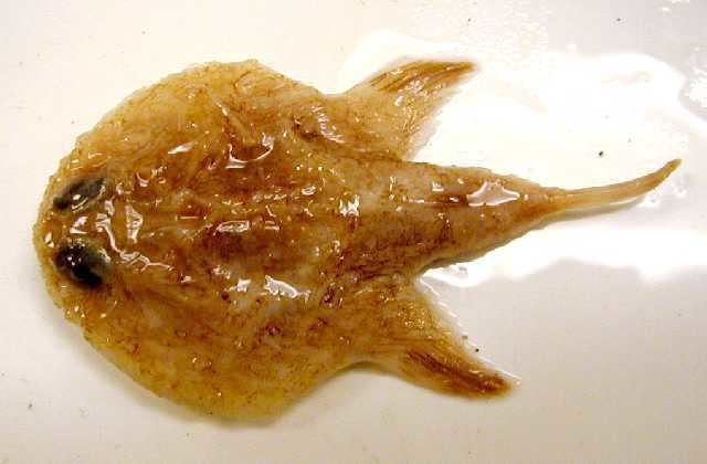 Louisiana pancake batfish pancake batfish