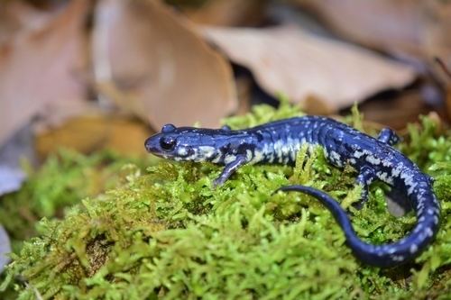 Louisiana slimy salamander httpsstaticinaturalistorgphotos1492859medi