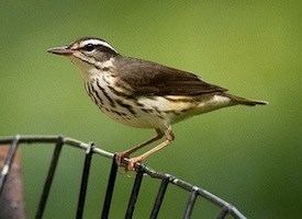 Louisiana waterthrush Louisiana Waterthrush Life History All About Birds Cornell Lab