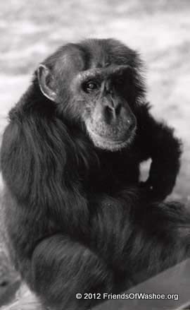 Loulis (chimpanzee) cdnfirespringcomimages14e100971669424da179